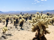 Joshua Tree National Park