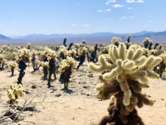 Joshua Tree National Park
