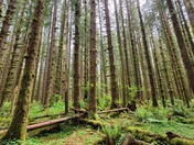 Olympic National Park – Hoh Rainforest