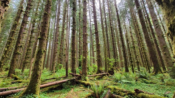 Olympic National Park – Hoh Rainforest