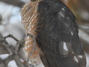 Hawk