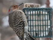 Northern Flicker