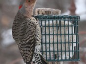 Northern Flicker