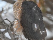 Hawk