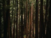 Muir Woods National Monument
