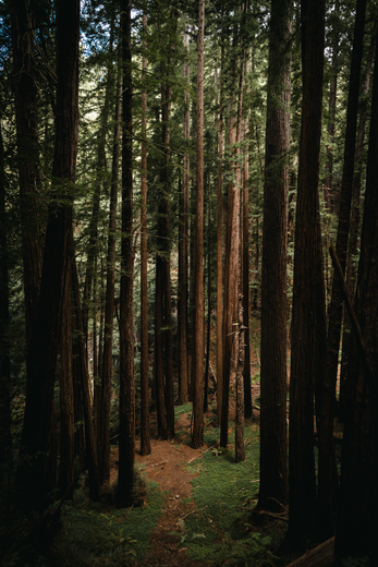 Muir Woods National Monument