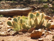 Grand Canyon National Park