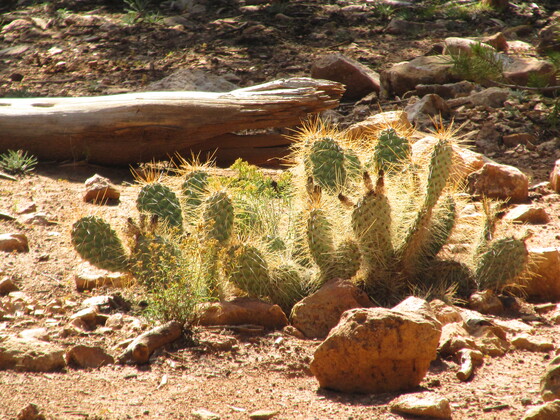 Grand Canyon National Park