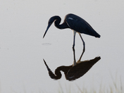 Assateague Island National Seashore