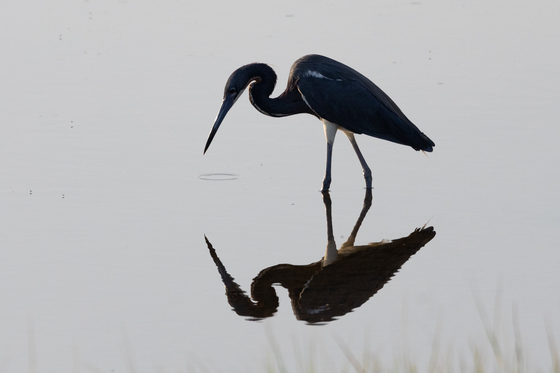 Assateague Island National Seashore