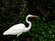 Big Cypress National Preserve