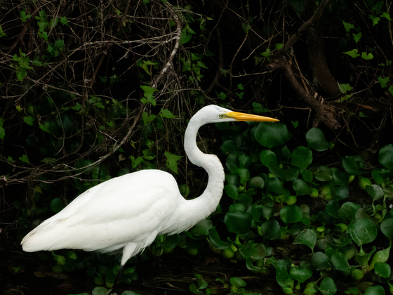 Big Cypress National Preserve