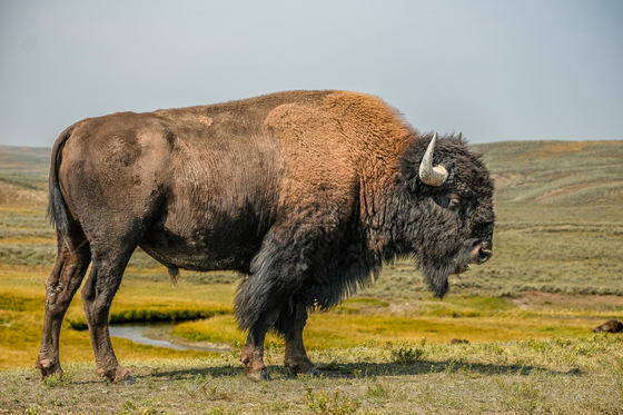Yellowstone National Park
