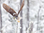 Northern Hawk Owl