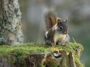 Great Smoky Mountains National Park