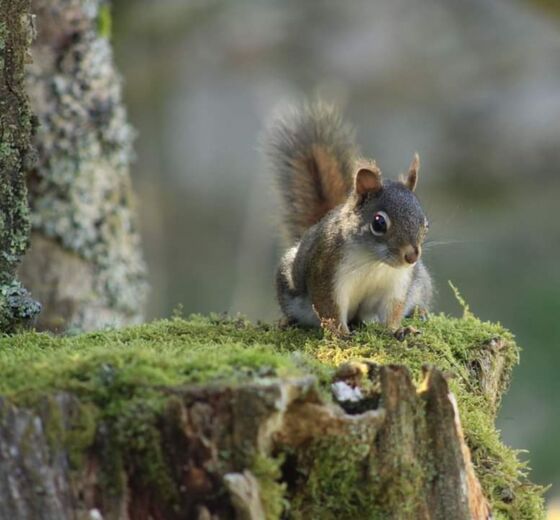 Great Smoky Mountains National Park