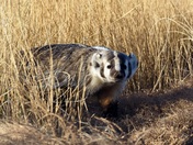 Rocky Mountain Arsenal Wildlife Refuge 12-1-22
