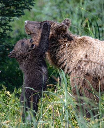 Lake Clark National Park and Preserve