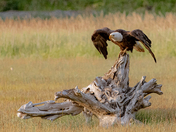 Lake Clark National Park and Preserve