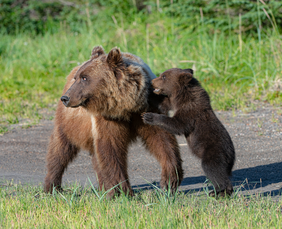 Lake Clark National Park and Preserve