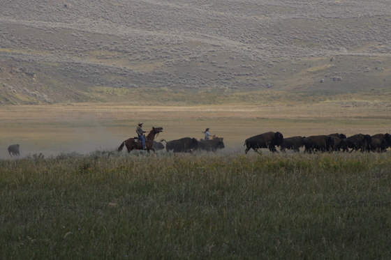 Yellowstone National Park