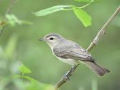 Missisquoi National Wildlife Refuge 