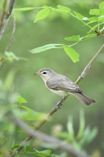 Missisquoi National Wildlife Refuge 