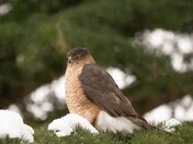 Cooper's Hawk