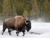 Yellowstone National Park