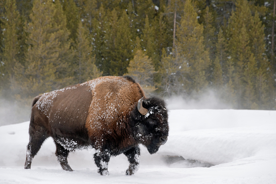 Yellowstone National Park