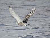 Snowy Flight