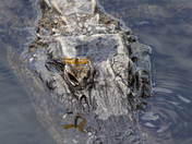 Big Cypress National Preserve