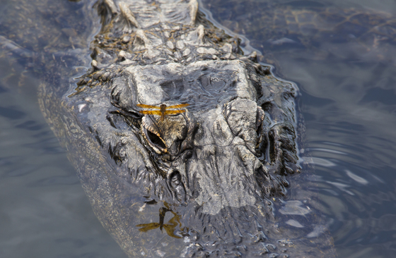 Big Cypress National Preserve