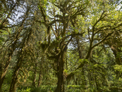 Olympic National Park