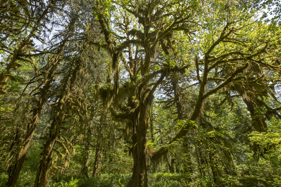 Olympic National Park