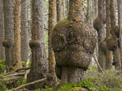 Olympic National Park