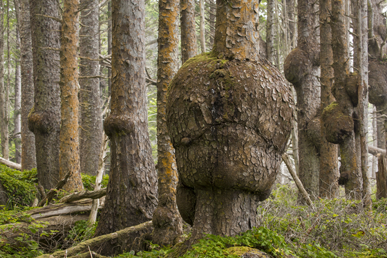 Olympic National Park