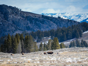 Yellowstone National Park