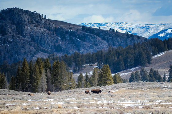 Yellowstone National Park