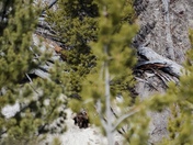 Yellowstone National Park 