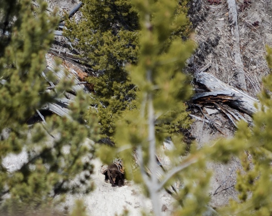 Yellowstone National Park 