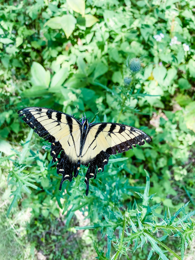 Shenandoah National Park