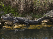 Big Cypress National Preserve