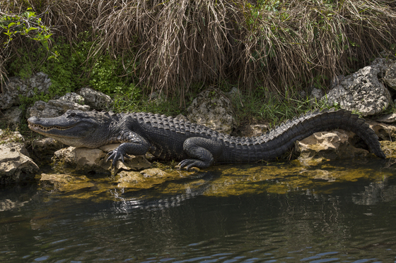 Big Cypress National Preserve
