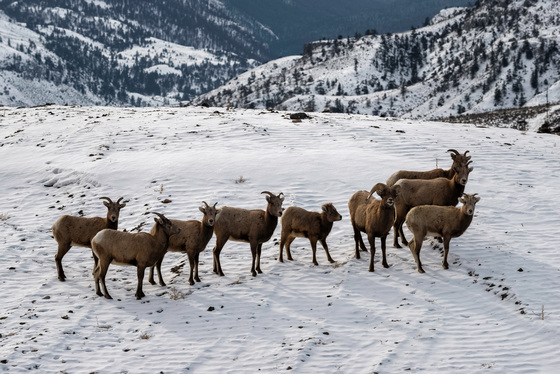 Yellowstone National Park