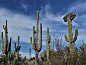 Saguaro National Park