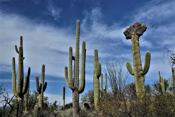 Saguaro National Park