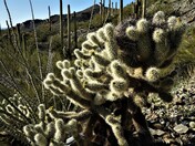 Saguaro National Park
