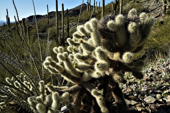 Saguaro National Park