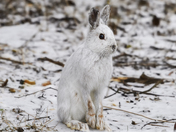 Snowshoe Hare